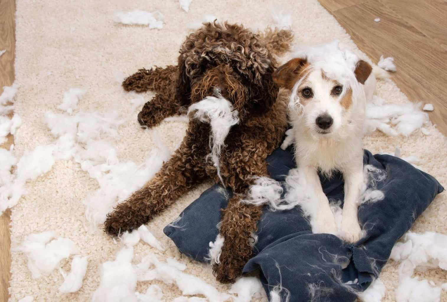 Curated visual reference: 9 Signs And Symptoms For Separation Anxiety In Dogs Photo Inspiration