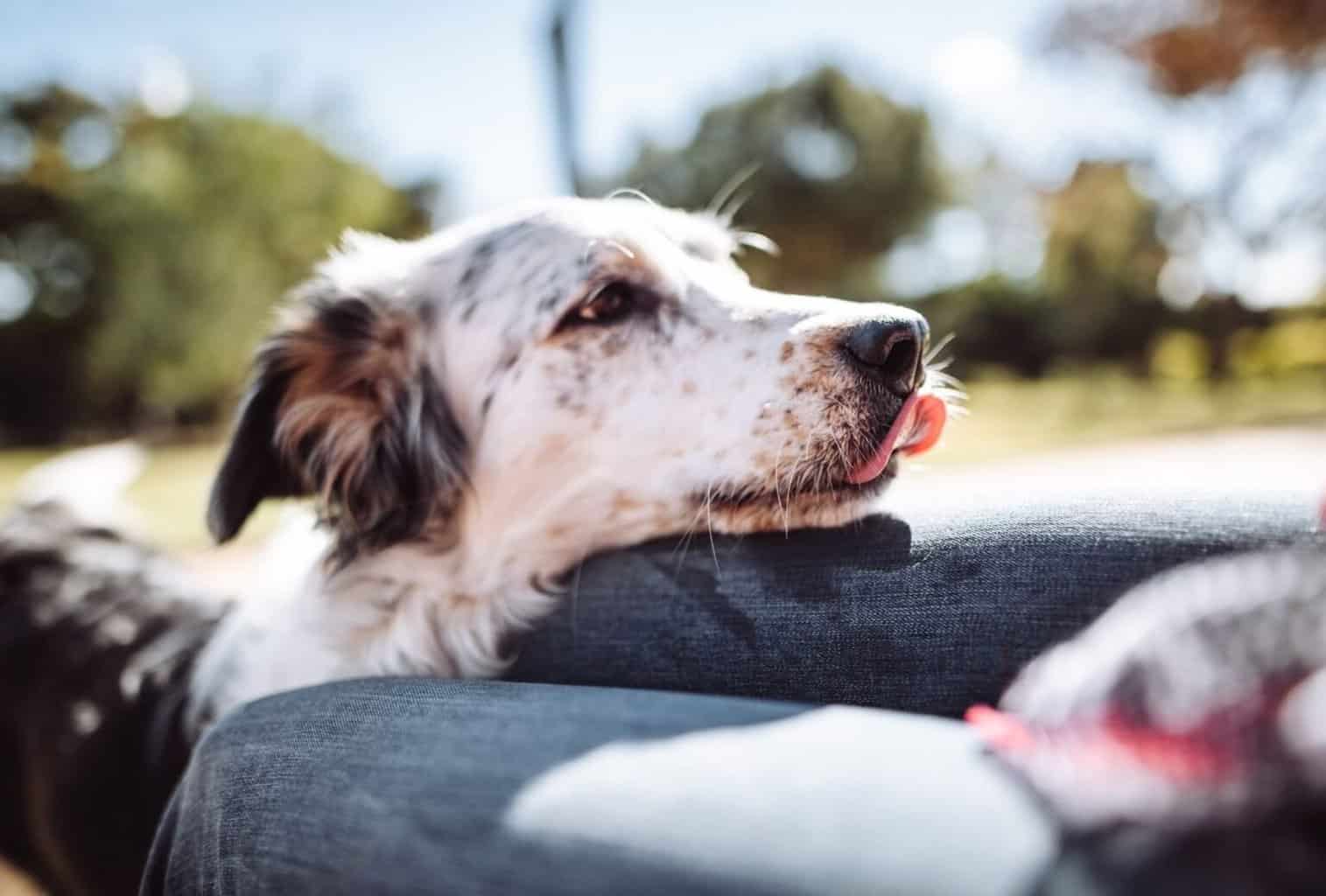 9 Signs and Symptoms for Separation Anxiety in Dogs dogpackr