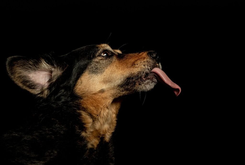 If your dog is licking excessively, it could be that he's stressed, anxious or bored