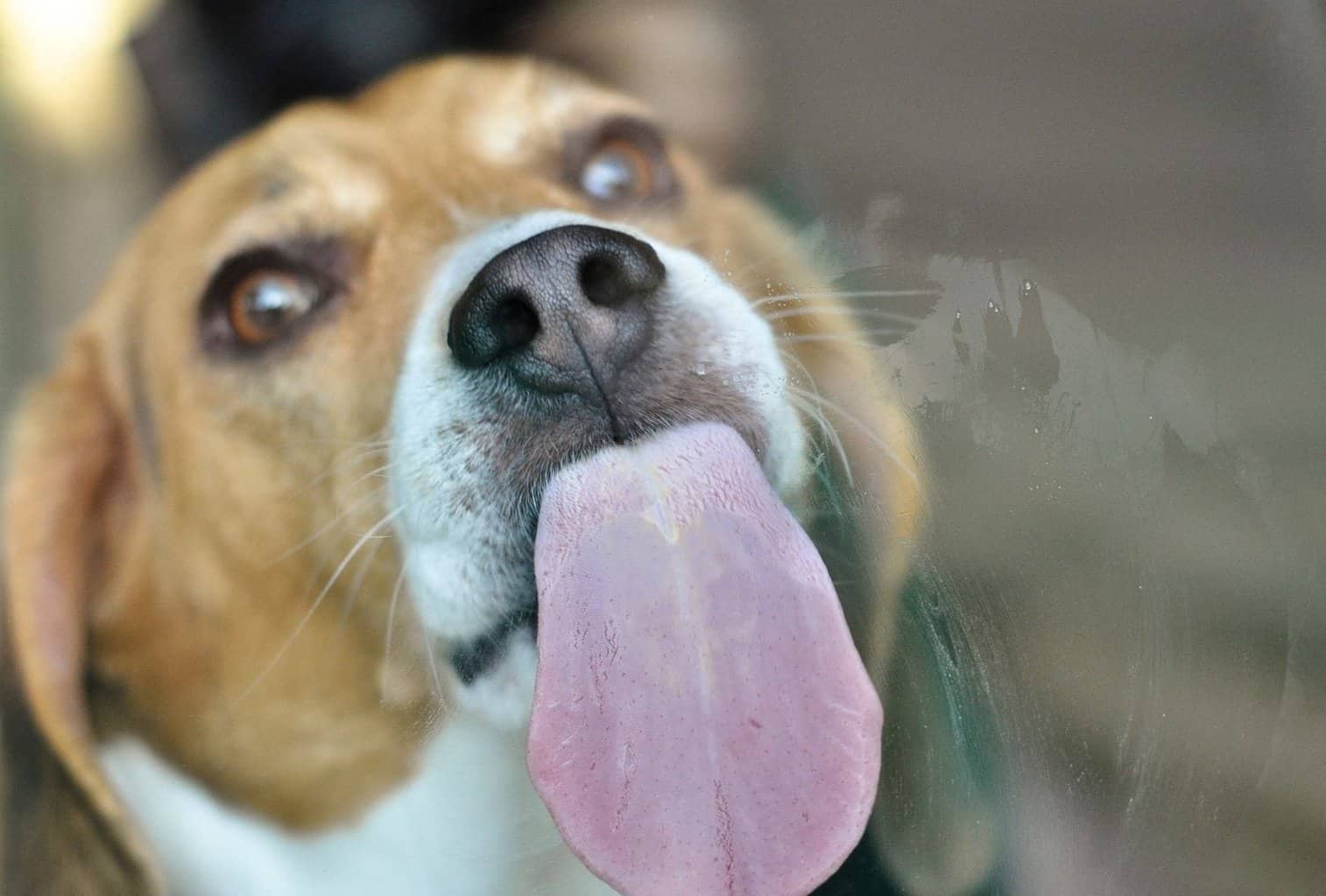 why-does-my-dog-lick-everything-the-answer-may-surprise-you-pet