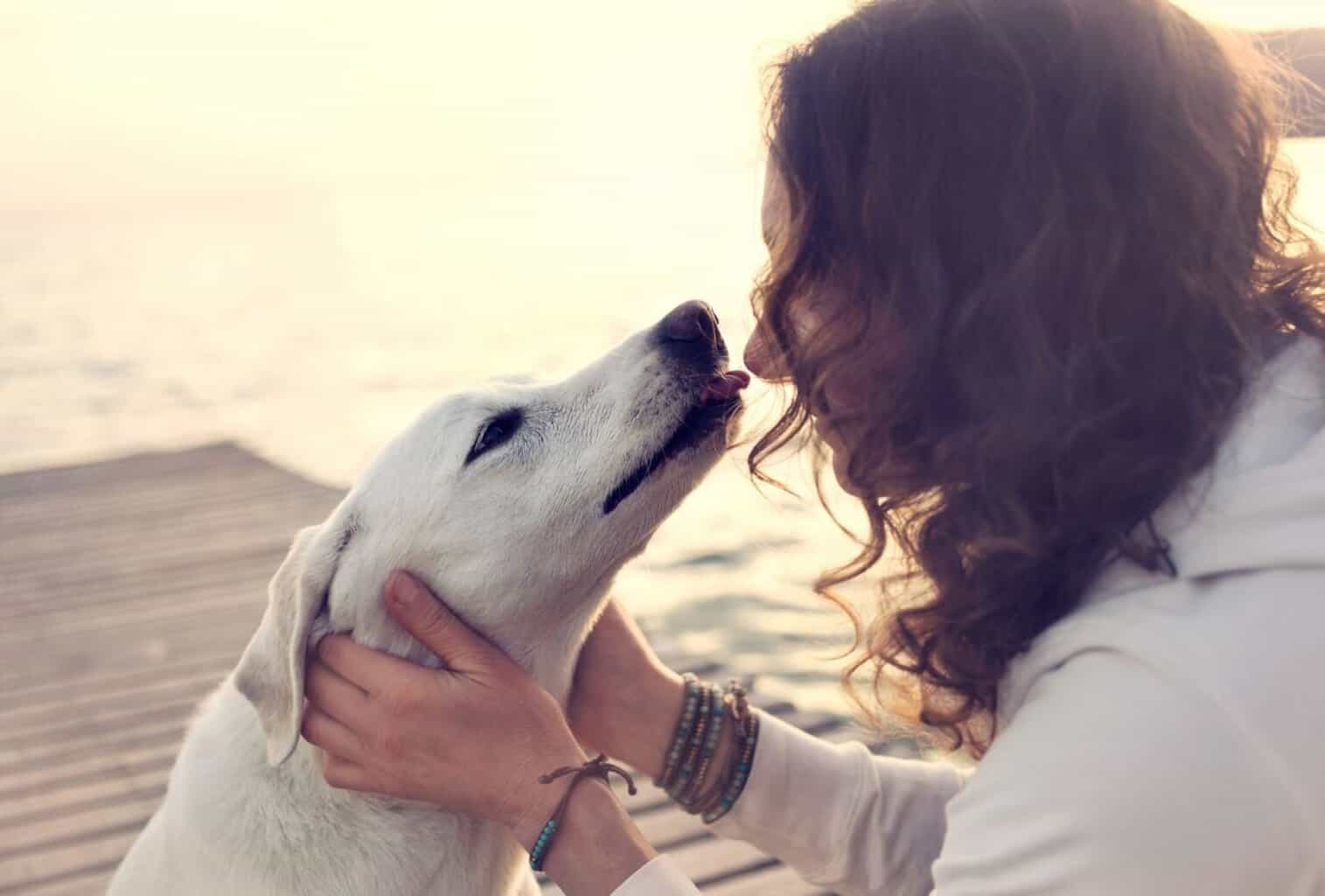 Why Does My Dog Lick Everything? dogpackr