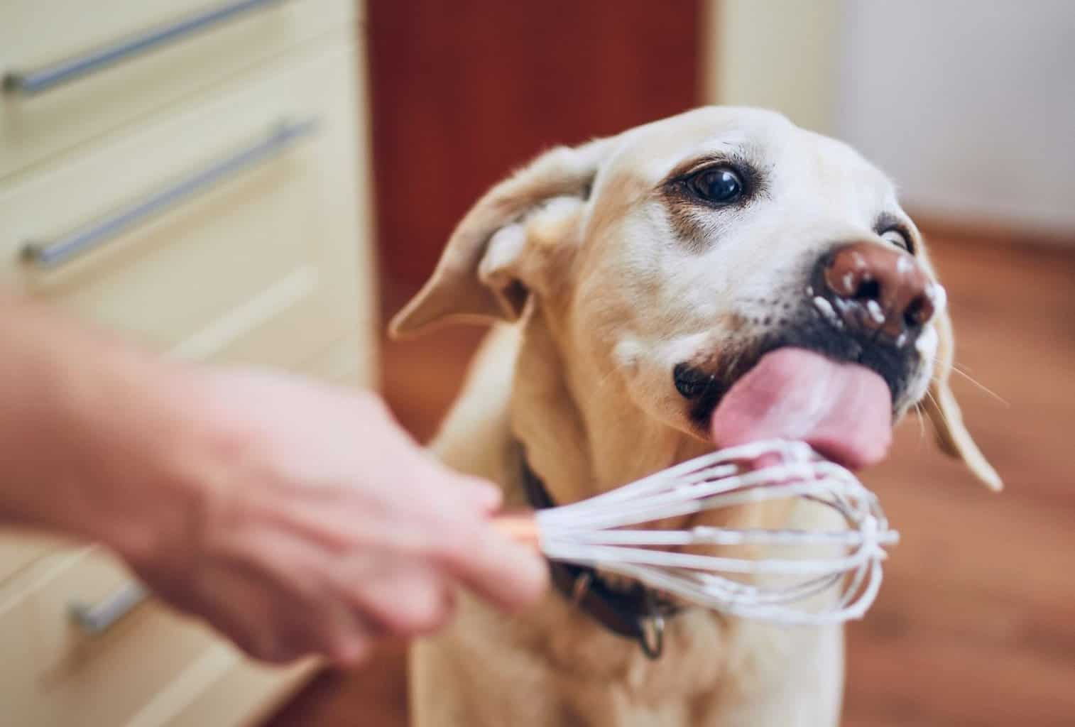 What Makes A Dog Lick Everything Why Does My Dog Lick Everything? - dogpackr