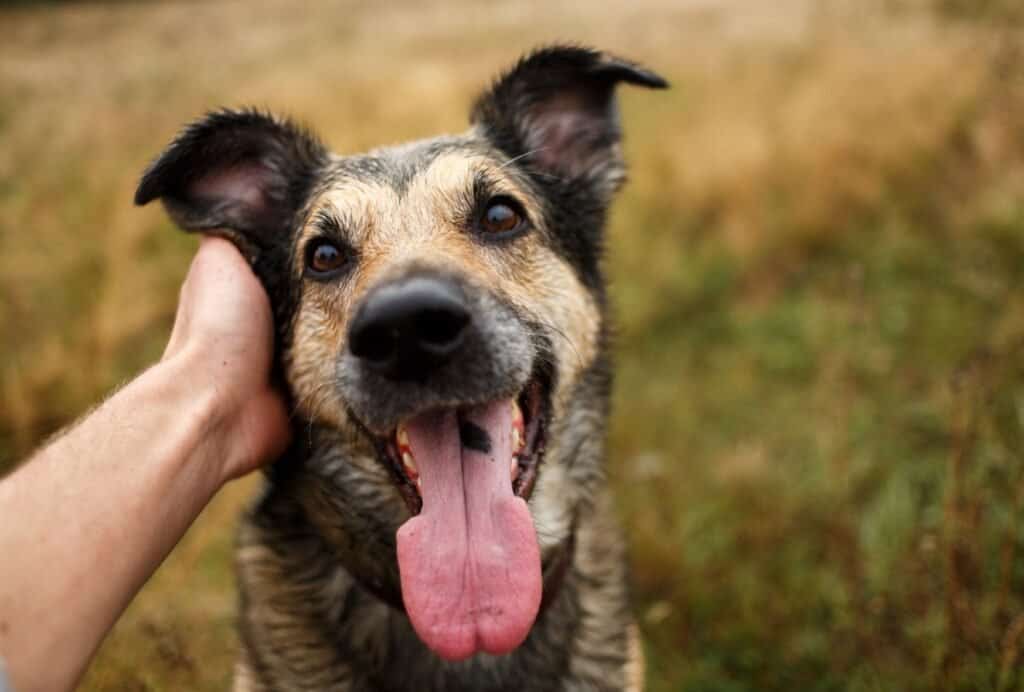 Having a super needy dog usually indicates that somethings wrong. Having a set routine and providing enough exercise should help him relax more