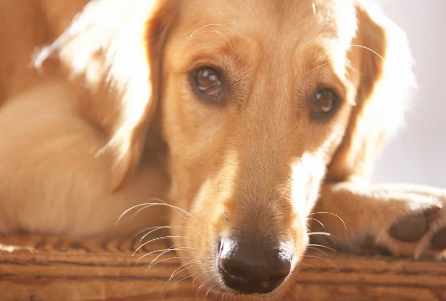 Why Is My Dog So Needy? dogpackr