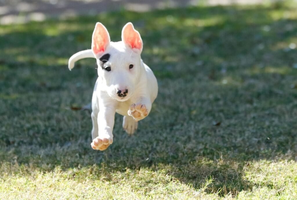 Surprisingly, your puppy's hyperactivity can also stem from him being overtired or overstimulated