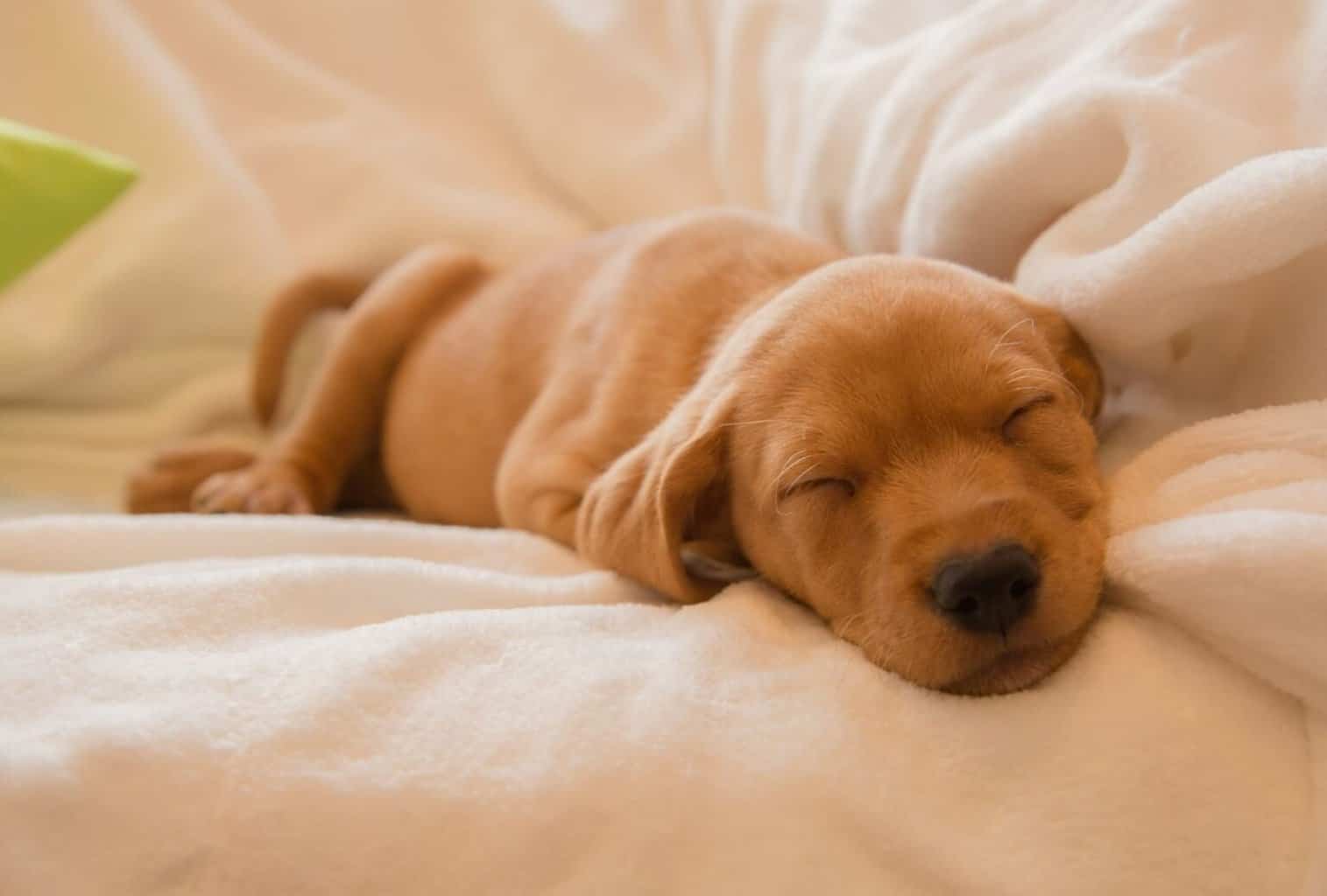 Can a Puppy Sleep Too Much? How Much Your Pup Needs dogpackr