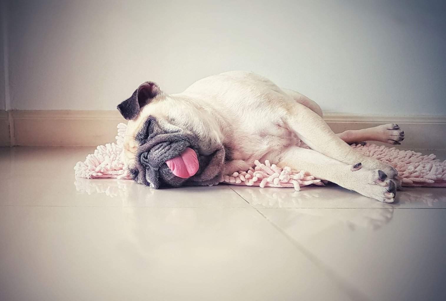 Can a Puppy Sleep Too Much? How Much Your Pup Needs dogpackr