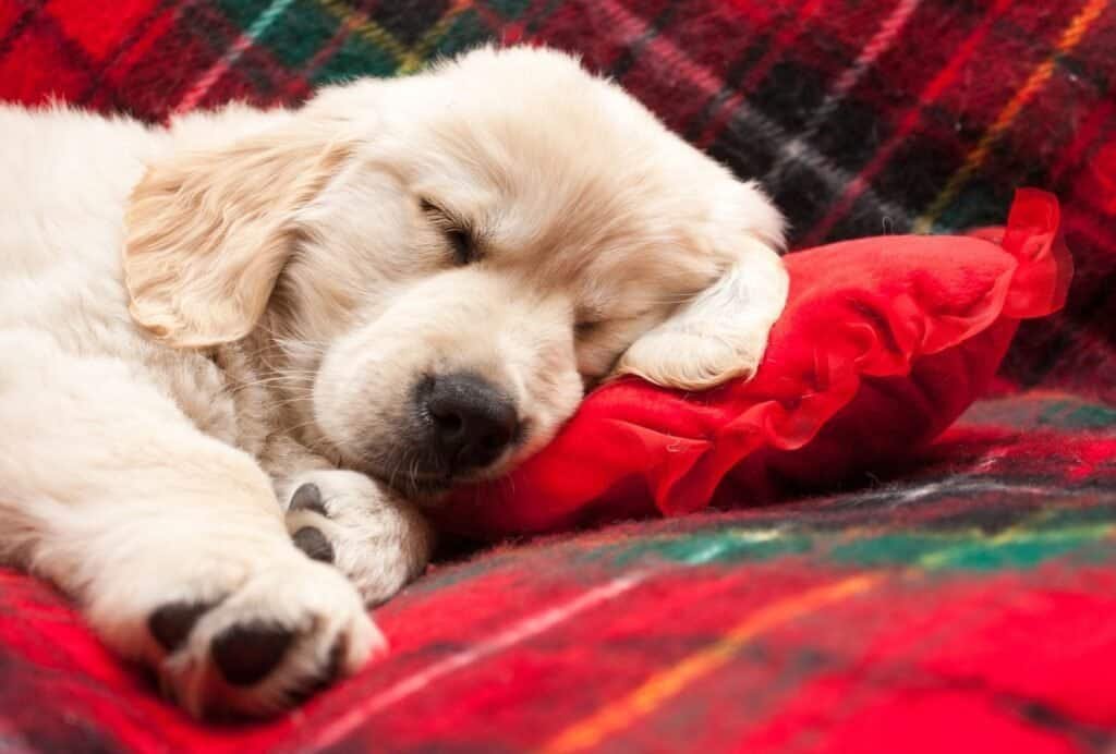 An 8-week old puppy should sleep between 18 to 20 hours per day