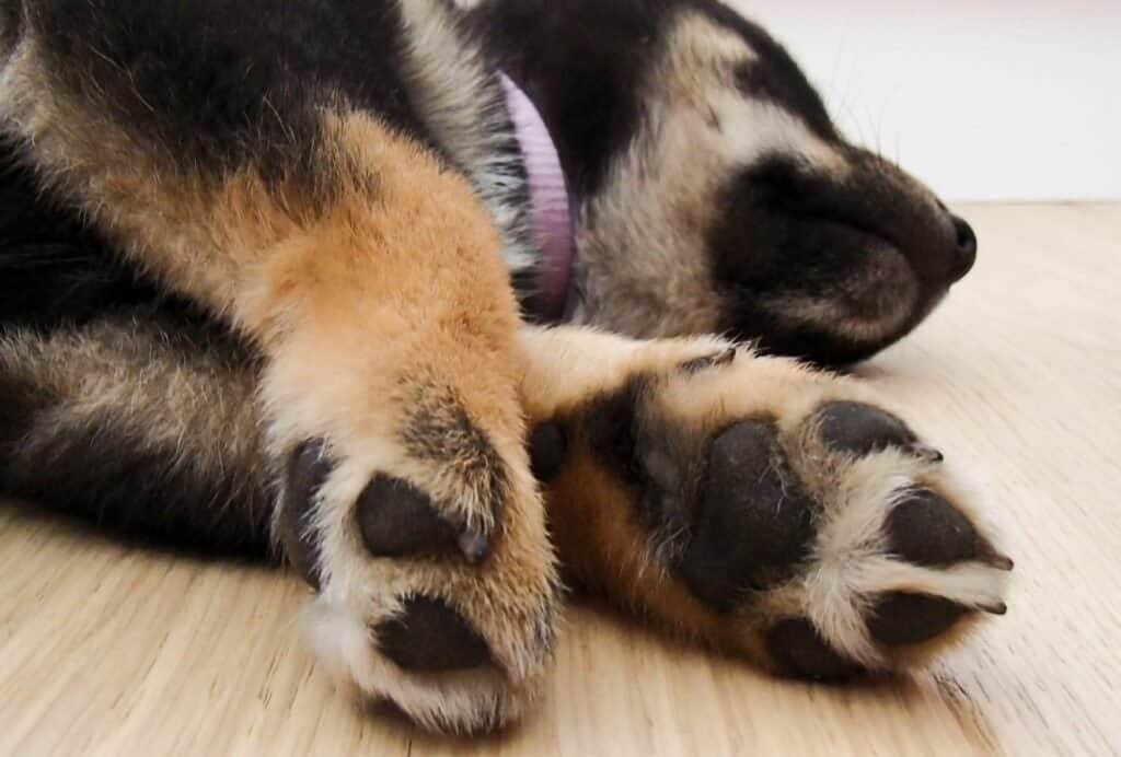 If your puppy seems to be sleeping all day, that's perfectly normal and you're lucky to have a natural snoozer!