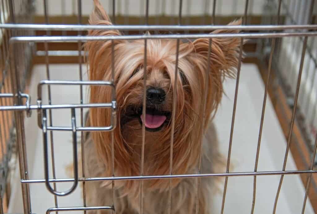 Don't forget to desensitize your "leaving cues" when your dog is in the crate