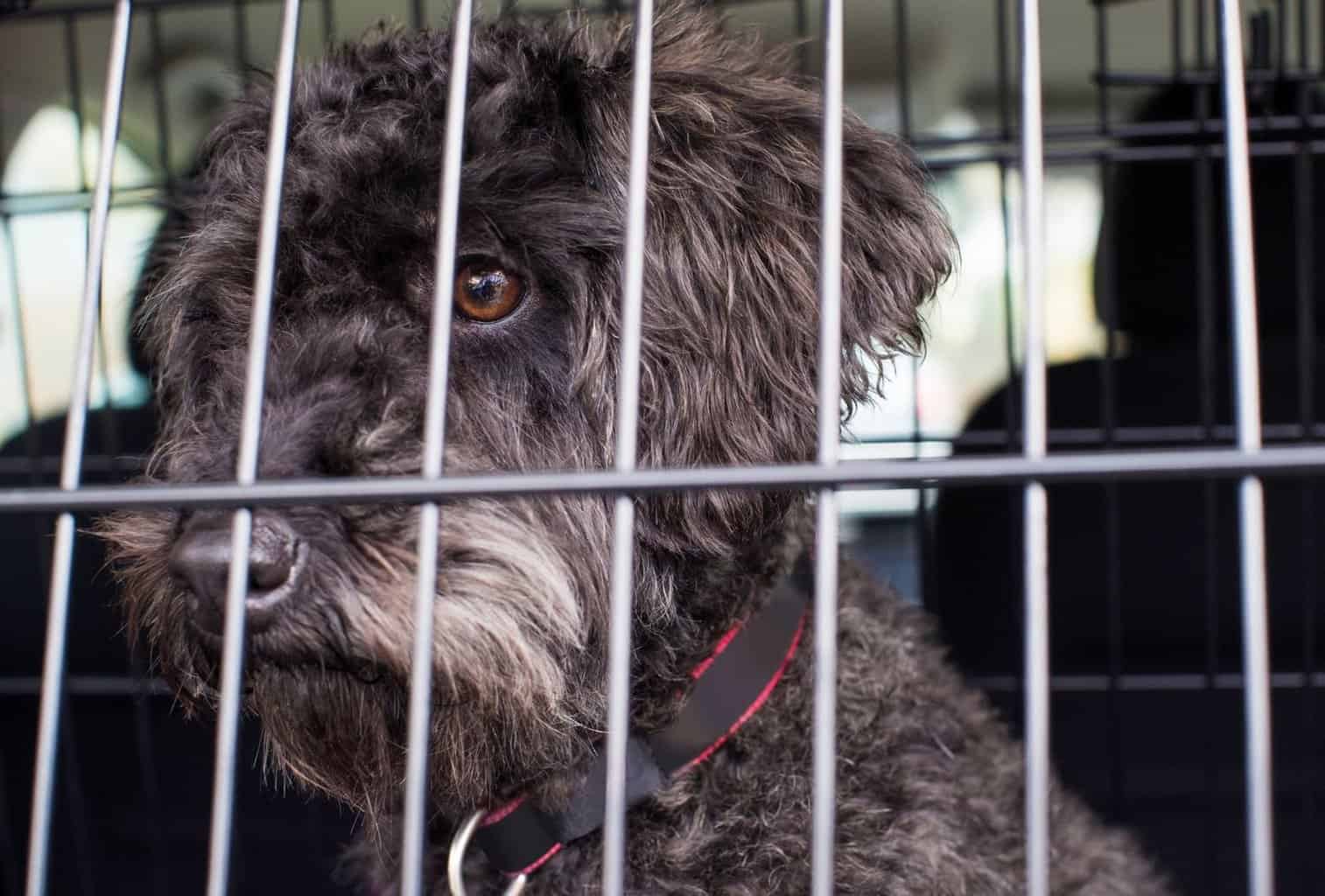 How to Crate Train a Dog with Separation Anxiety dogpackr