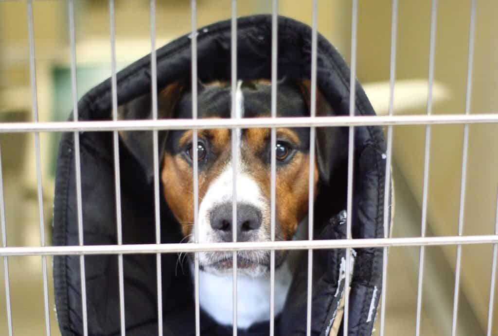 A crate can actually be really useful for an anxious dog, if trained correctly