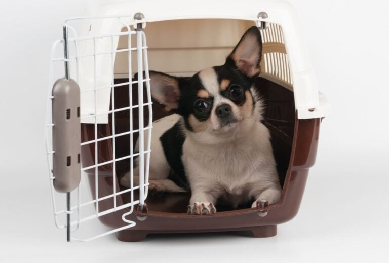 How to Crate Train a Dog with Separation Anxiety - dogpackr