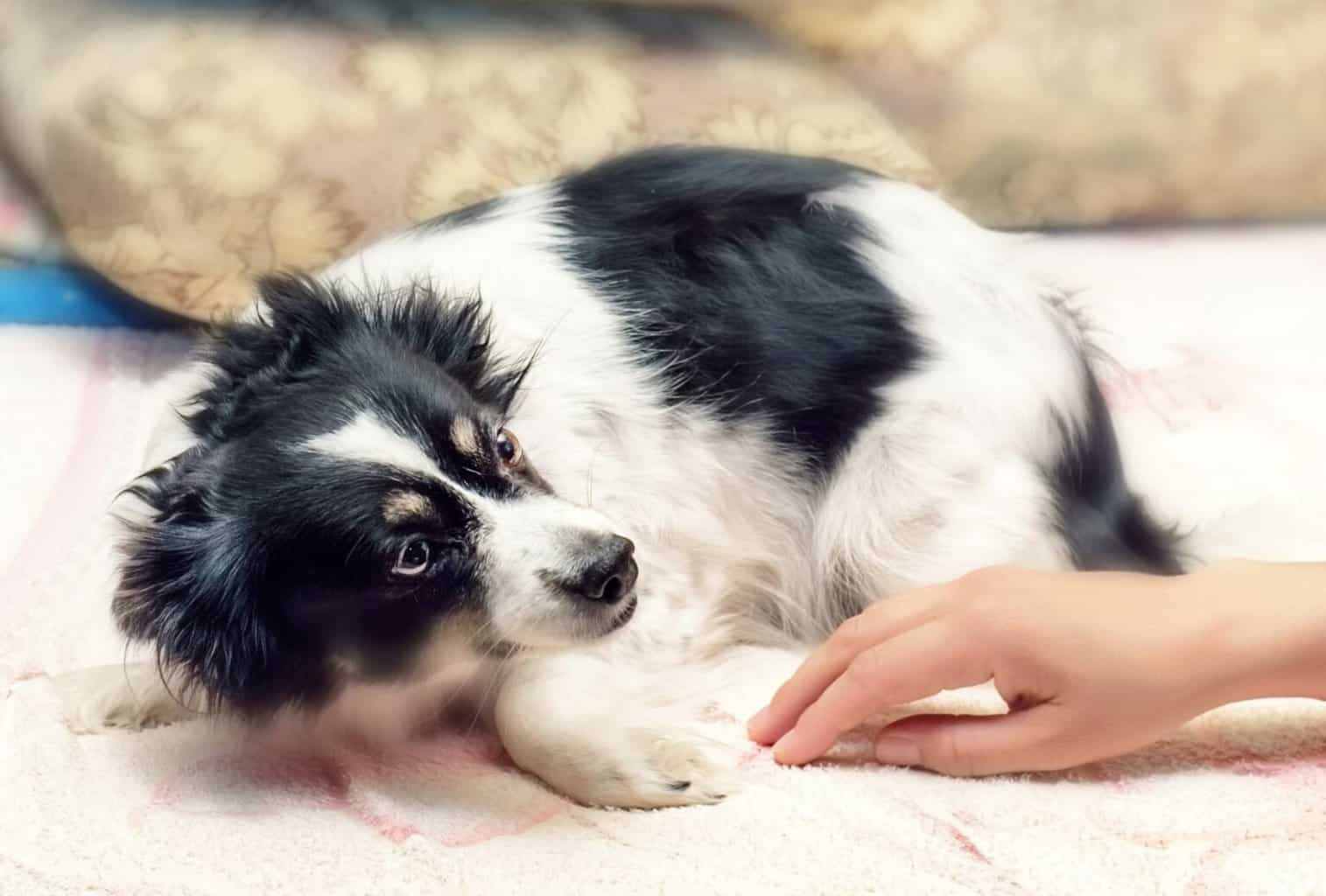 How to Get a Scared Dog to Trust You 12 Tricks and Tips dogpackr