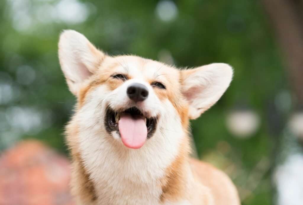 24 Things to Make a Dog Happy dogpackr