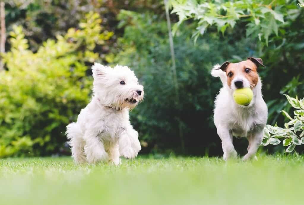 Having a playdate is super fun for you and your dog