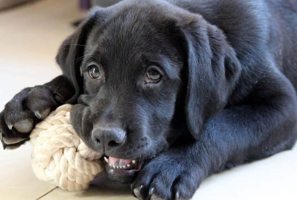 Licking and chewing releases serotonin, which is also called the happiness hormone