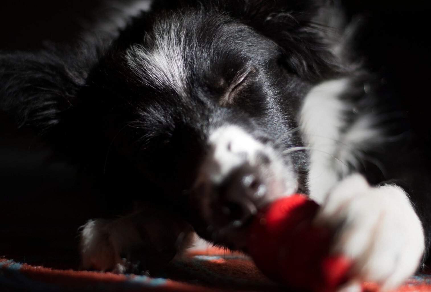 24 Things to Make a Dog Happy dogpackr