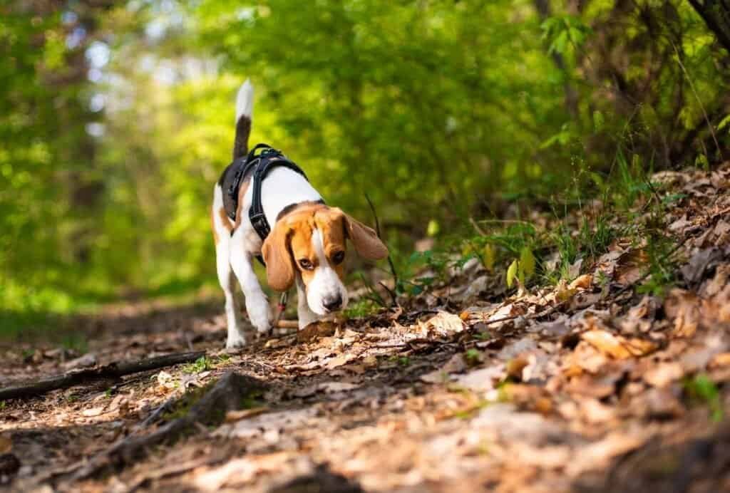 Letting your dog sniff on walks will take his happiness to a new level!