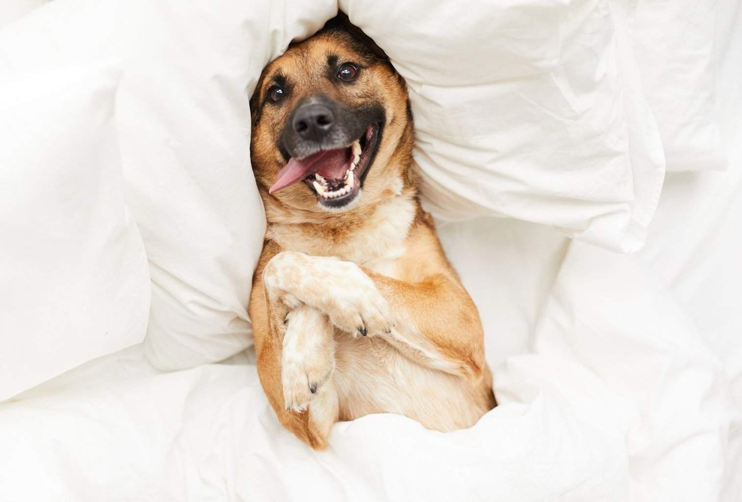 24 Things to Make a Dog Happy dogpackr