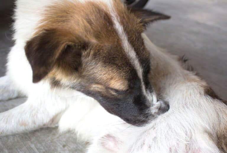 How to Stop a Dog from Chewing Himself dogpackr