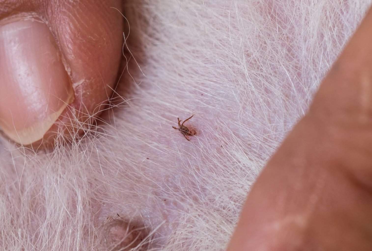 How to Stop a Dog from Chewing Himself dogpackr