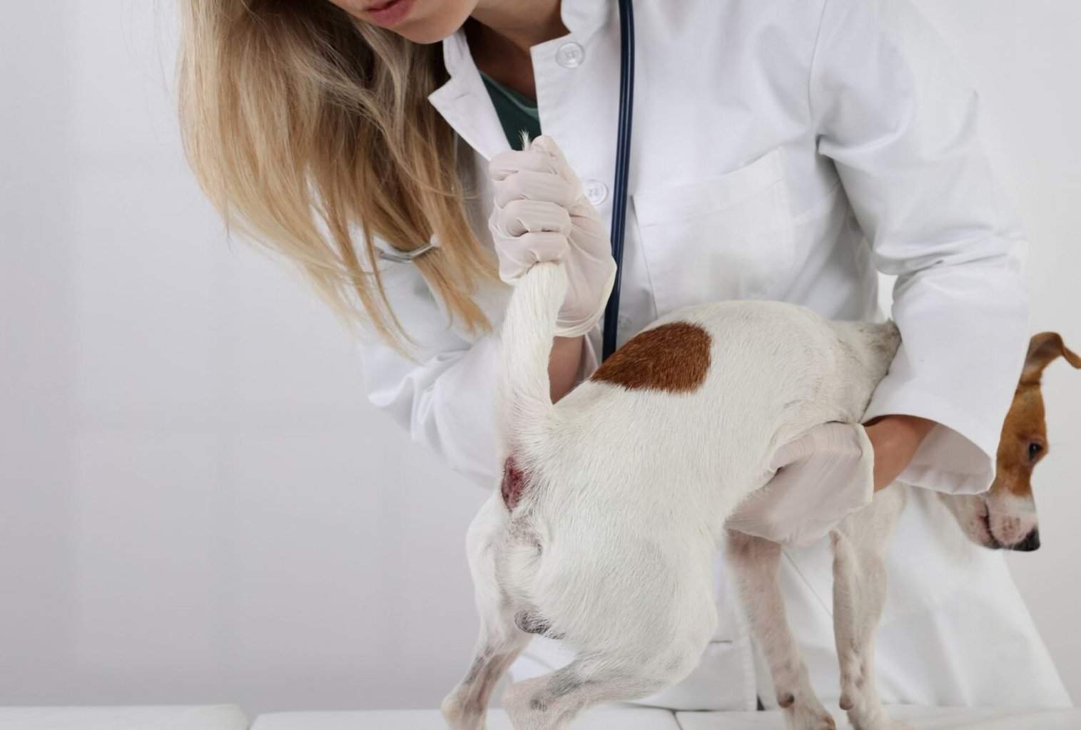 How to Stop a Dog from Chewing Himself dogpackr