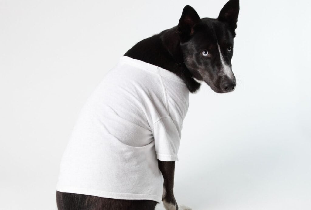 One quick fix to stop your dog from chewing himself is to let him wear a t-shirt