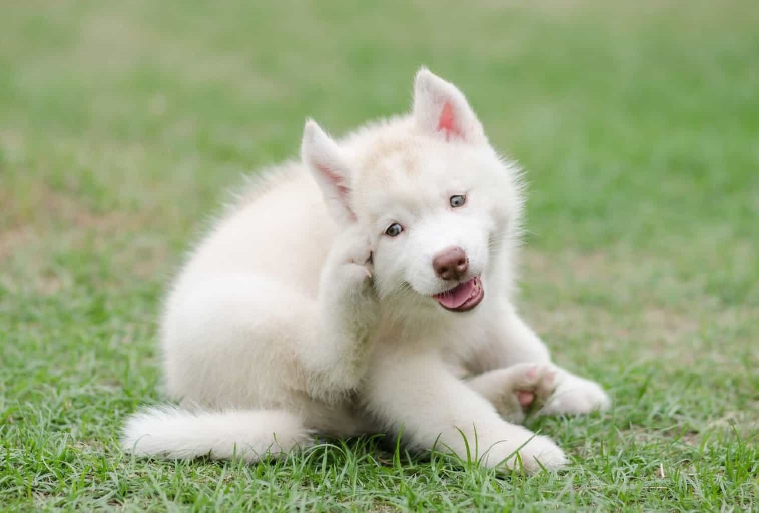 How to Stop a Dog from Chewing Himself dogpackr