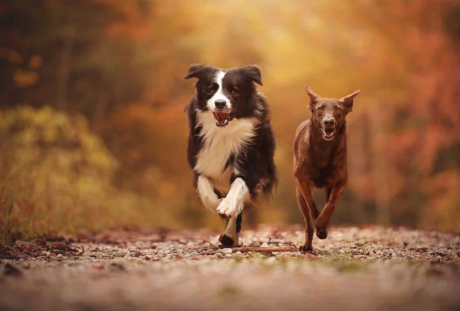 13 Tips to Teach a Dog to Come When Called dogpackr