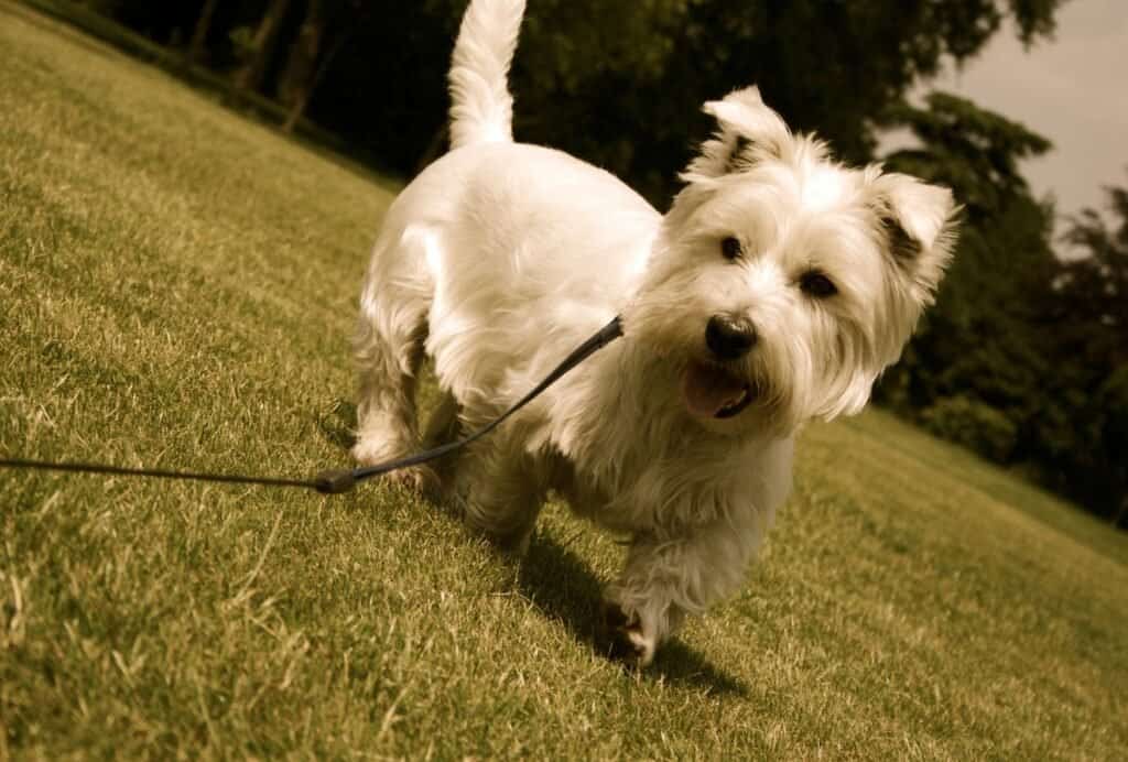 Always start with a long leash when training outside