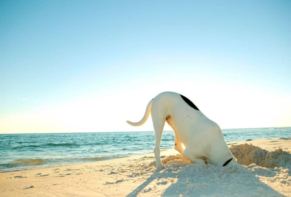 Most dogs love digging. And one reason they do it is because they want to mark their territory