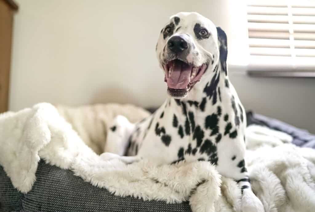 Some dogs dig in their bed dog make a little spot where they can hide and feel safe