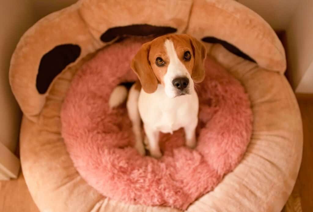 Sometimes, dogs drag lots of things in their bed throughout the day and then dig in it to make space again to lie down