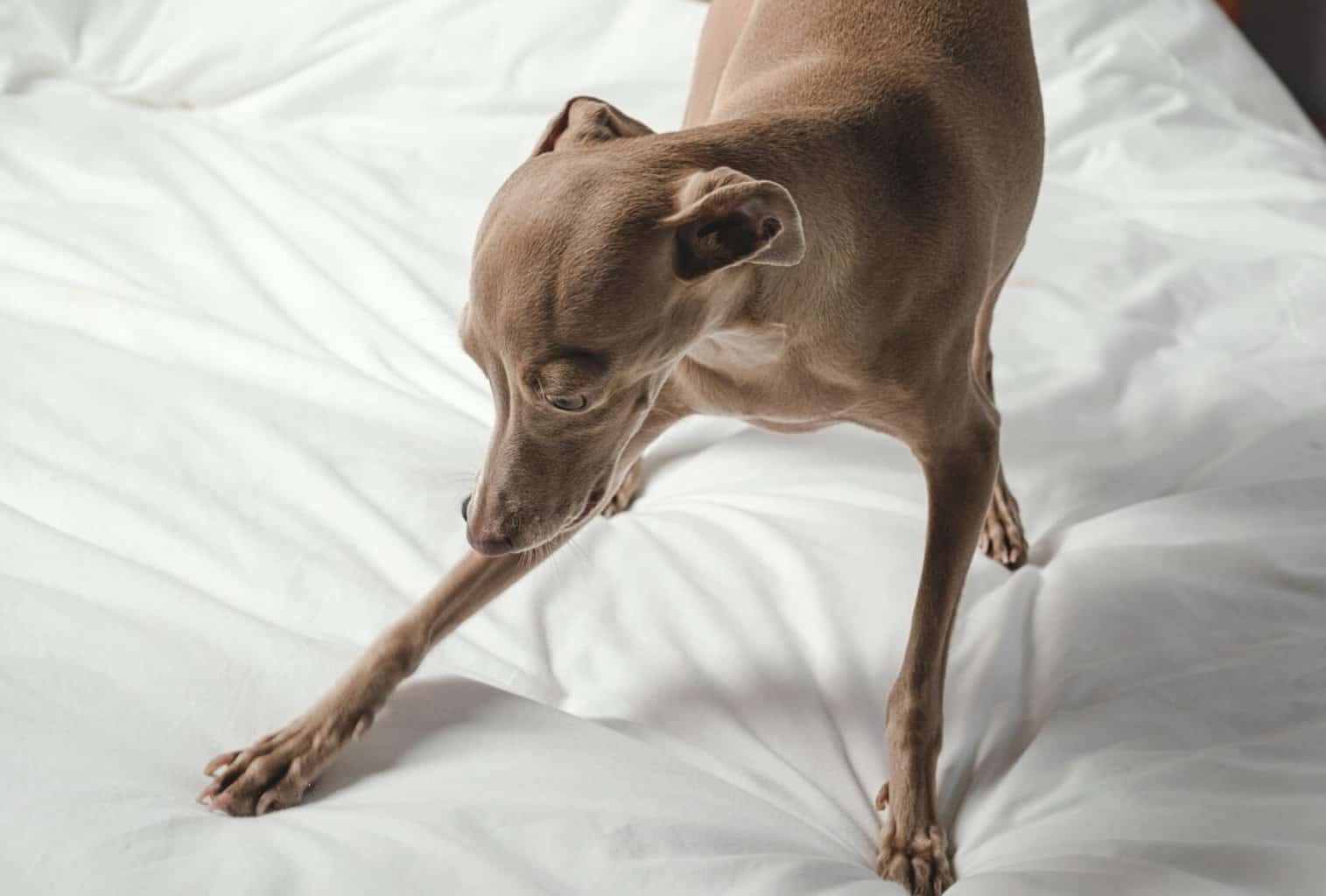 Why Do Dogs Dig in Their Bed? dogpackr