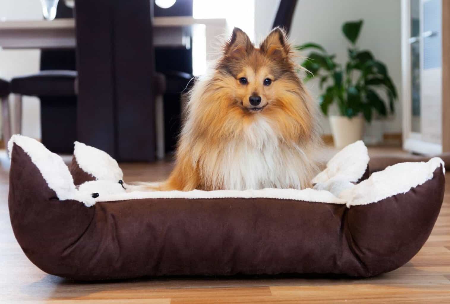 Why Do Dogs Dig in Their Bed? dogpackr