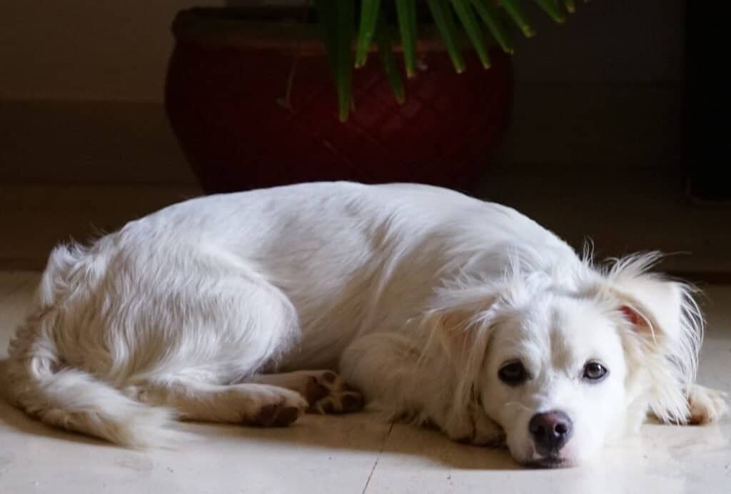 If your dog is circling before lying down, he's probably just trying to make the ground flat and comfy