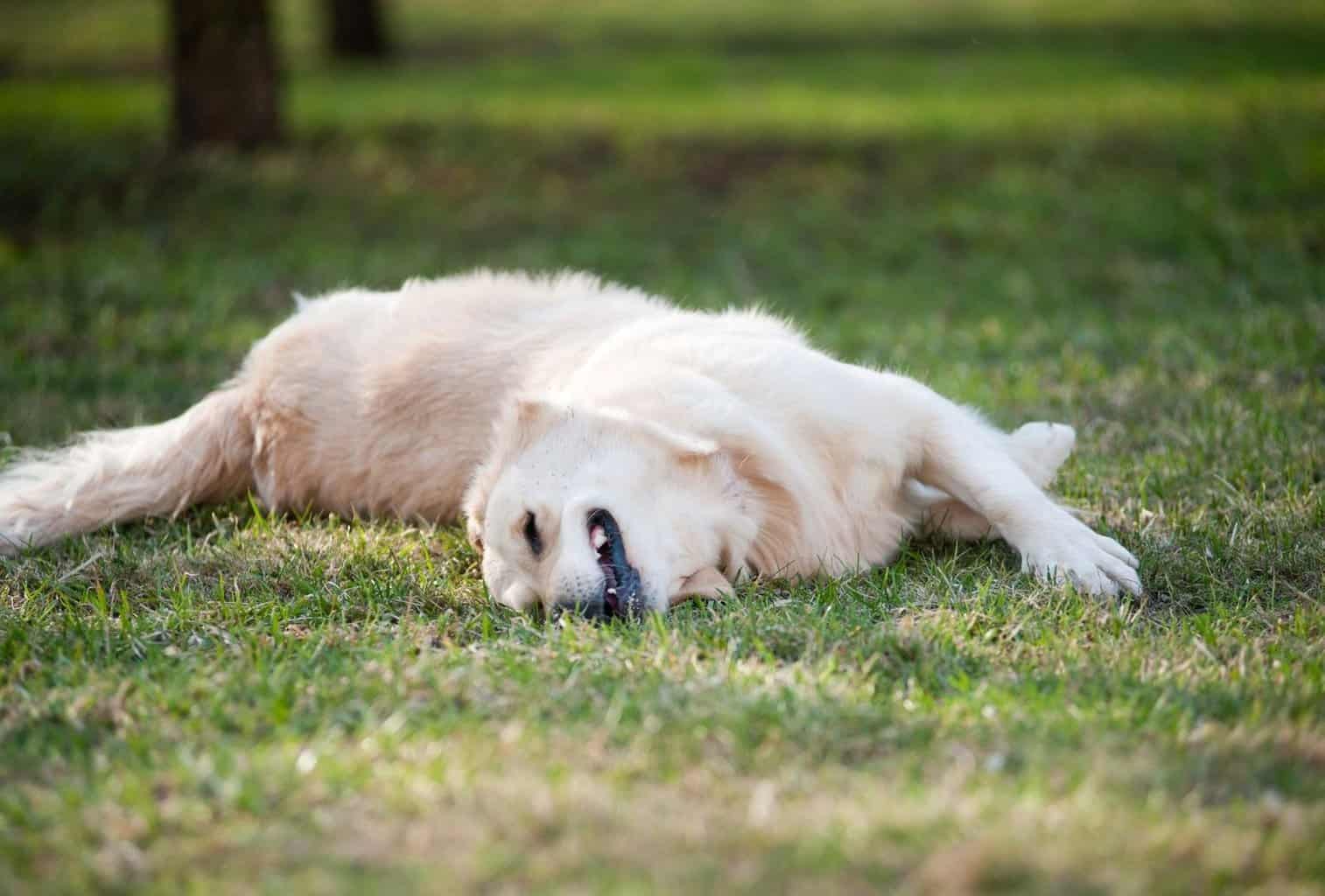 Why Do Dogs Roll in Poop or dead animals? dogpackr