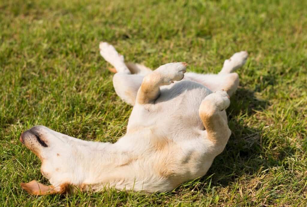 If your dog is attempting to take a roll, make a loud noise to get his attention