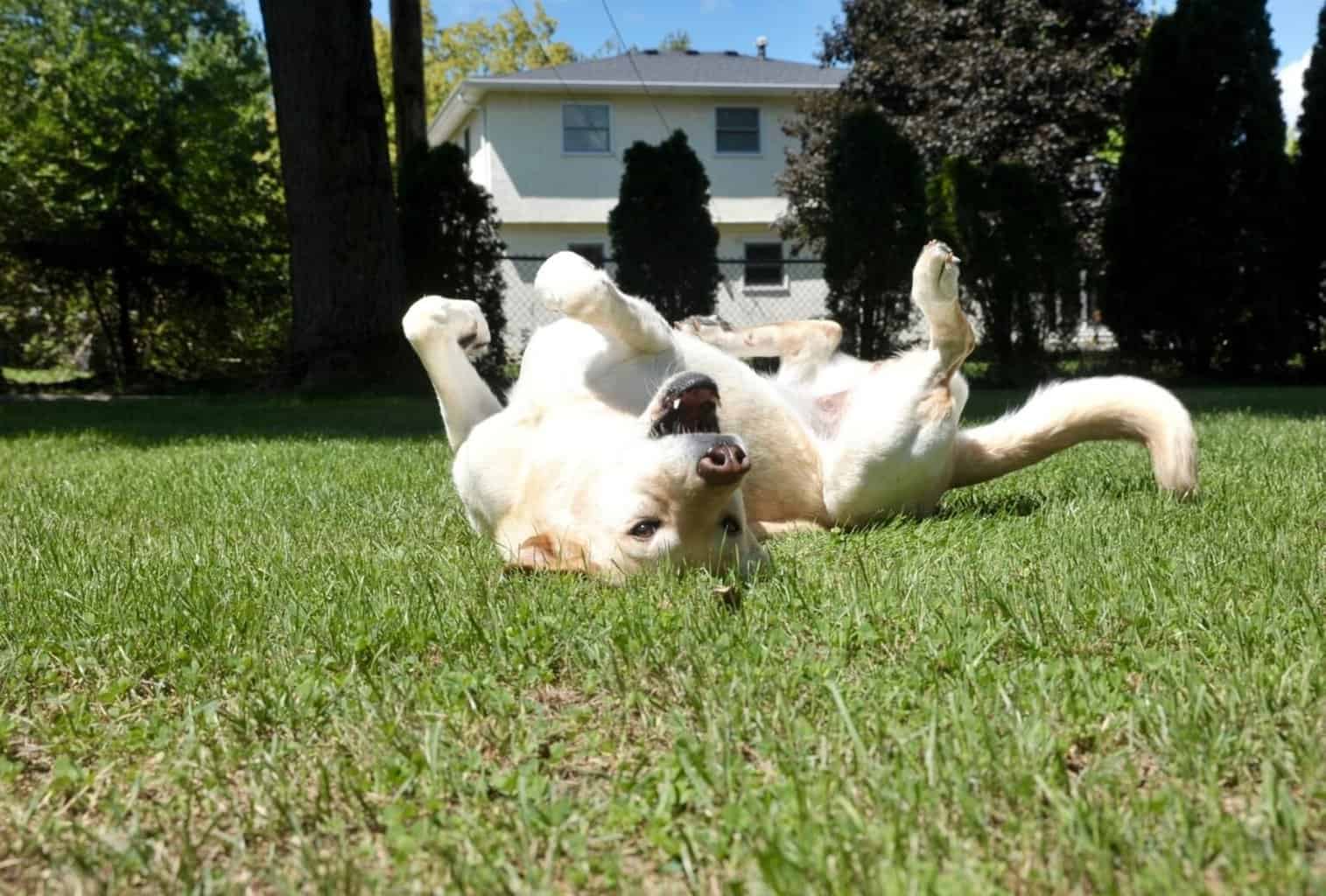 Why Do Dogs Roll in Poop or dead animals? dogpackr