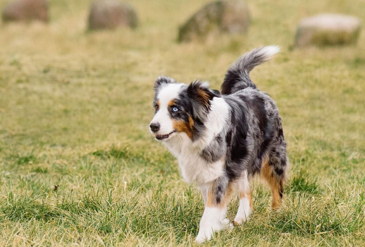 18 Best Dogs for Hiking and Camping (Big and Small) dogpackr