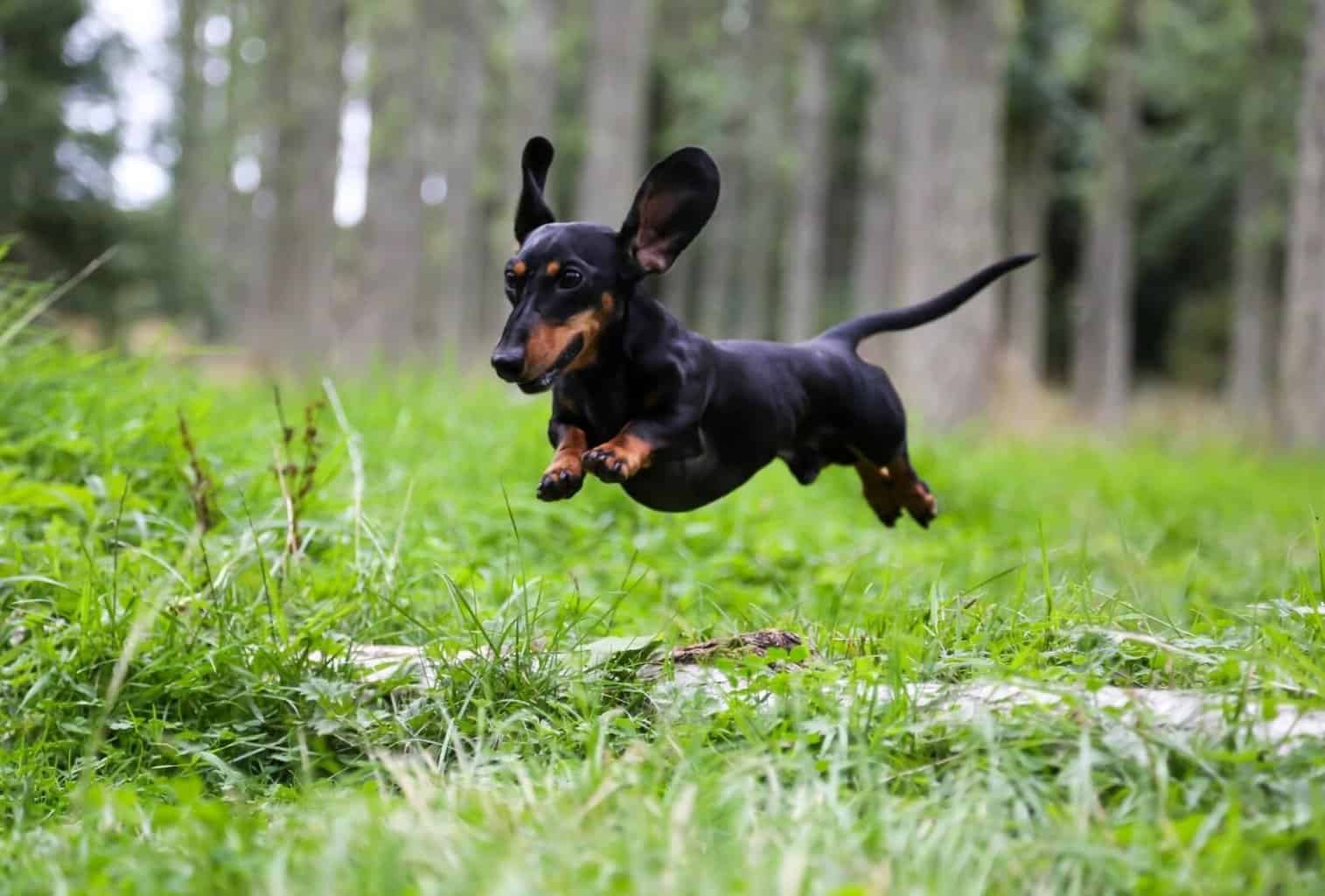 18 Best Dogs for Hiking and Camping (Big and Small) dogpackr