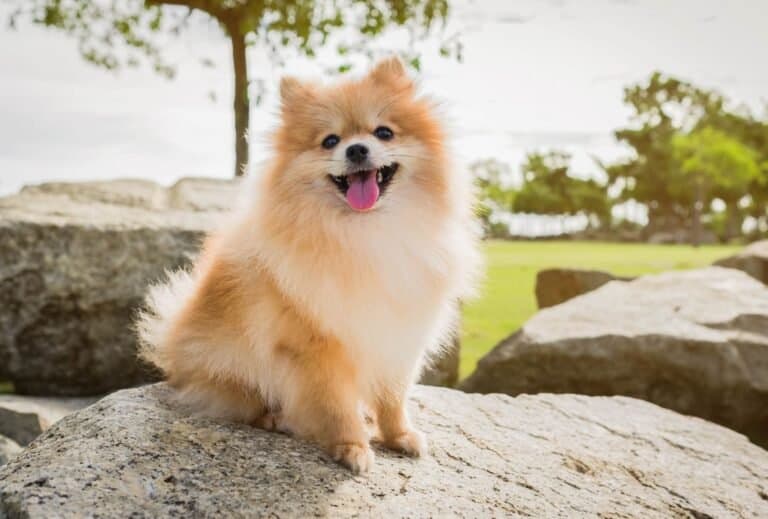 18 Best Dogs for Hiking and Camping (Big and Small) dogpackr