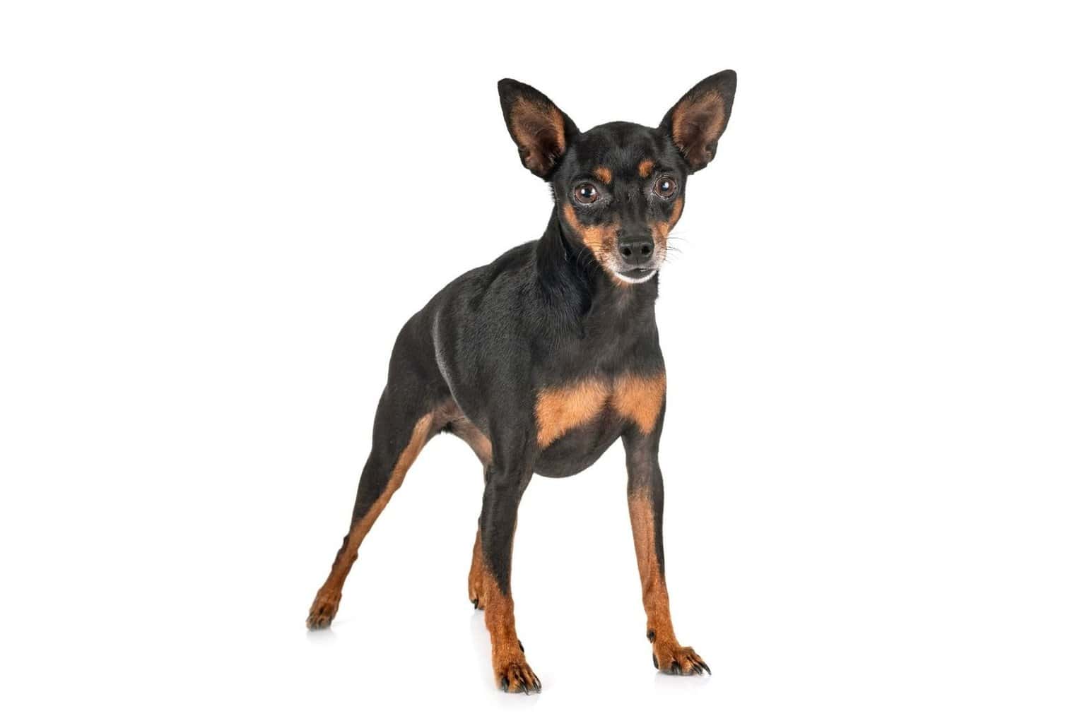 18 Best Dogs for Hiking and Camping (Big and Small) dogpackr