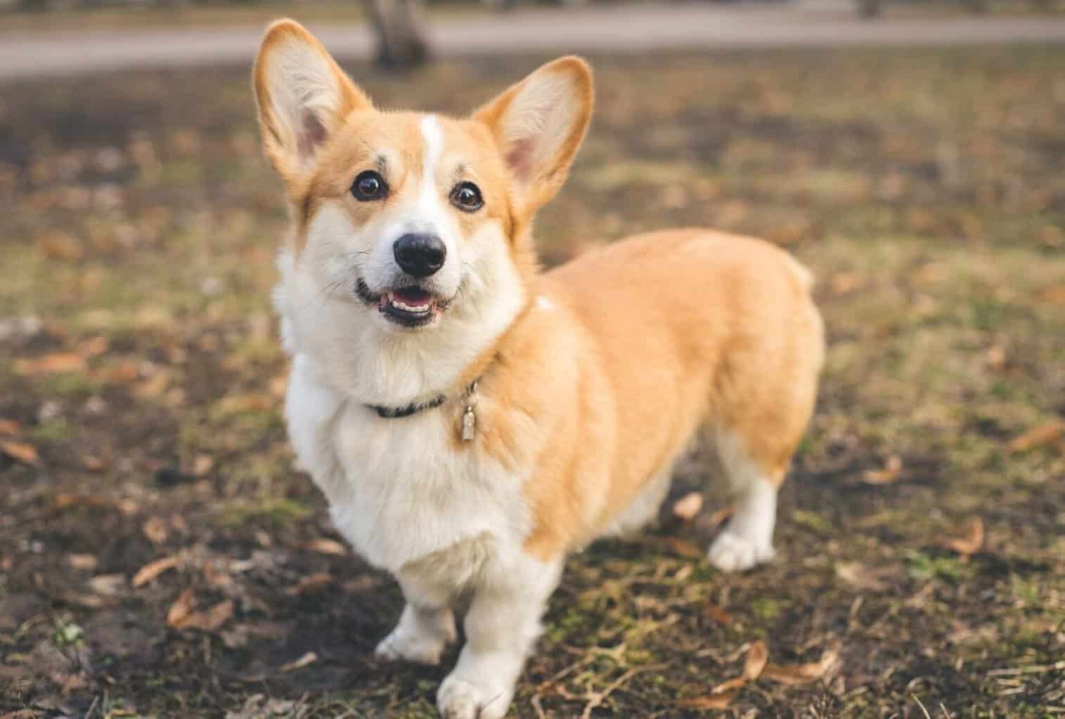 18 Best Dogs for Hiking and Camping (Big and Small) dogpackr