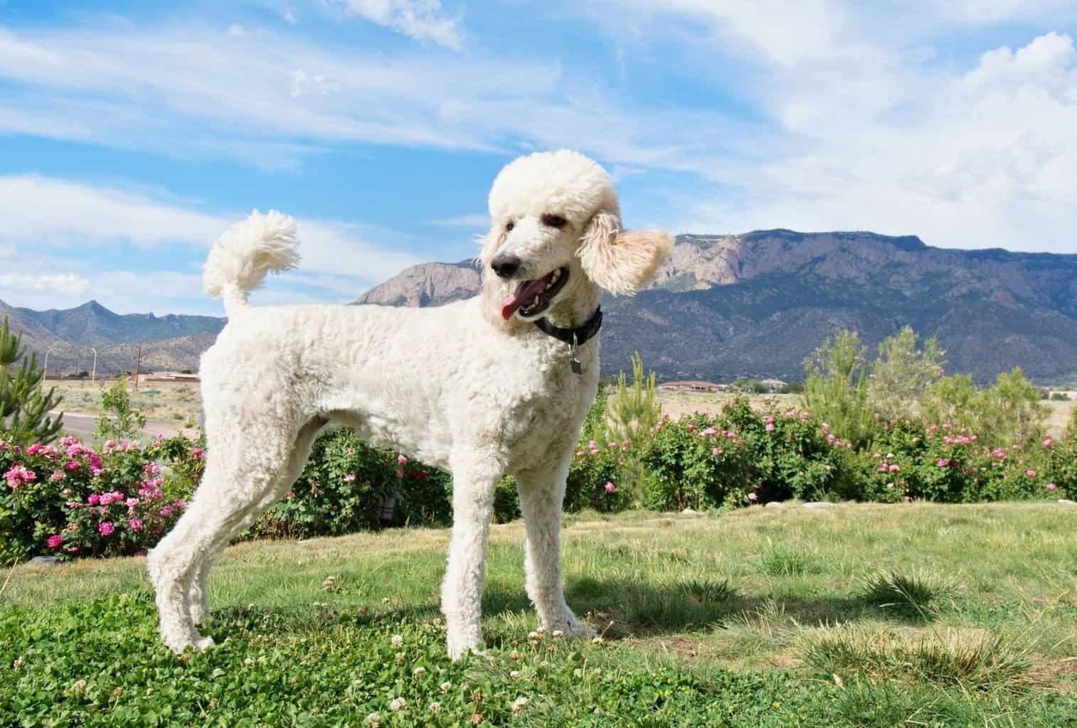 small dogs that like to hike