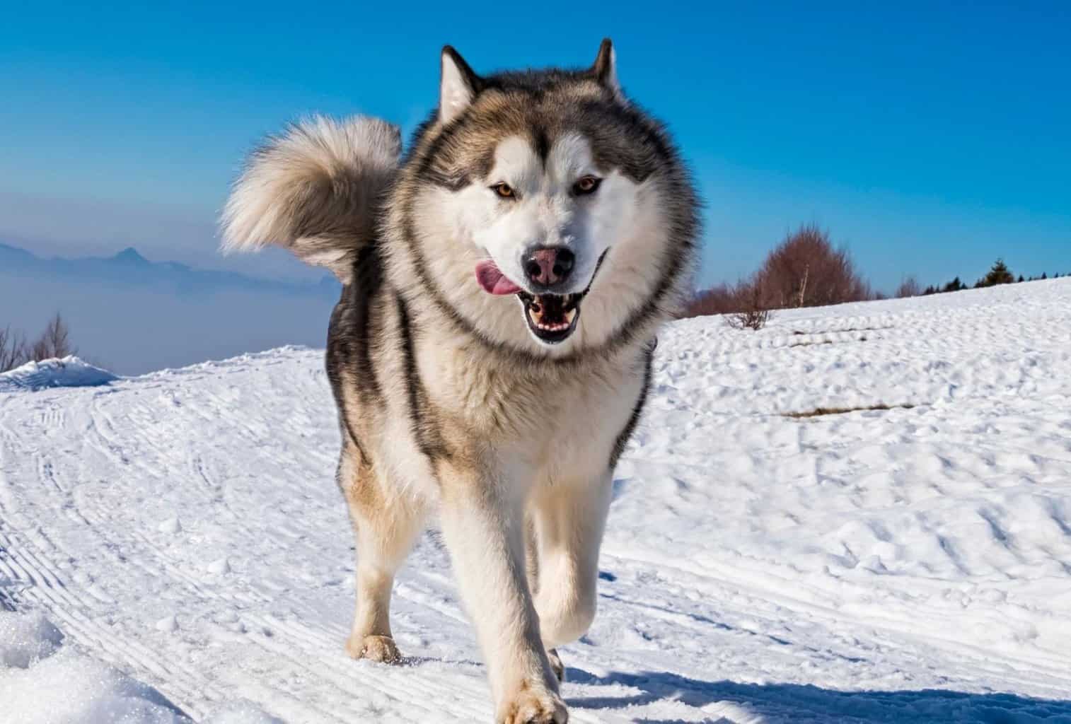 18 Best Dogs for Hiking and Camping (Big and Small) dogpackr