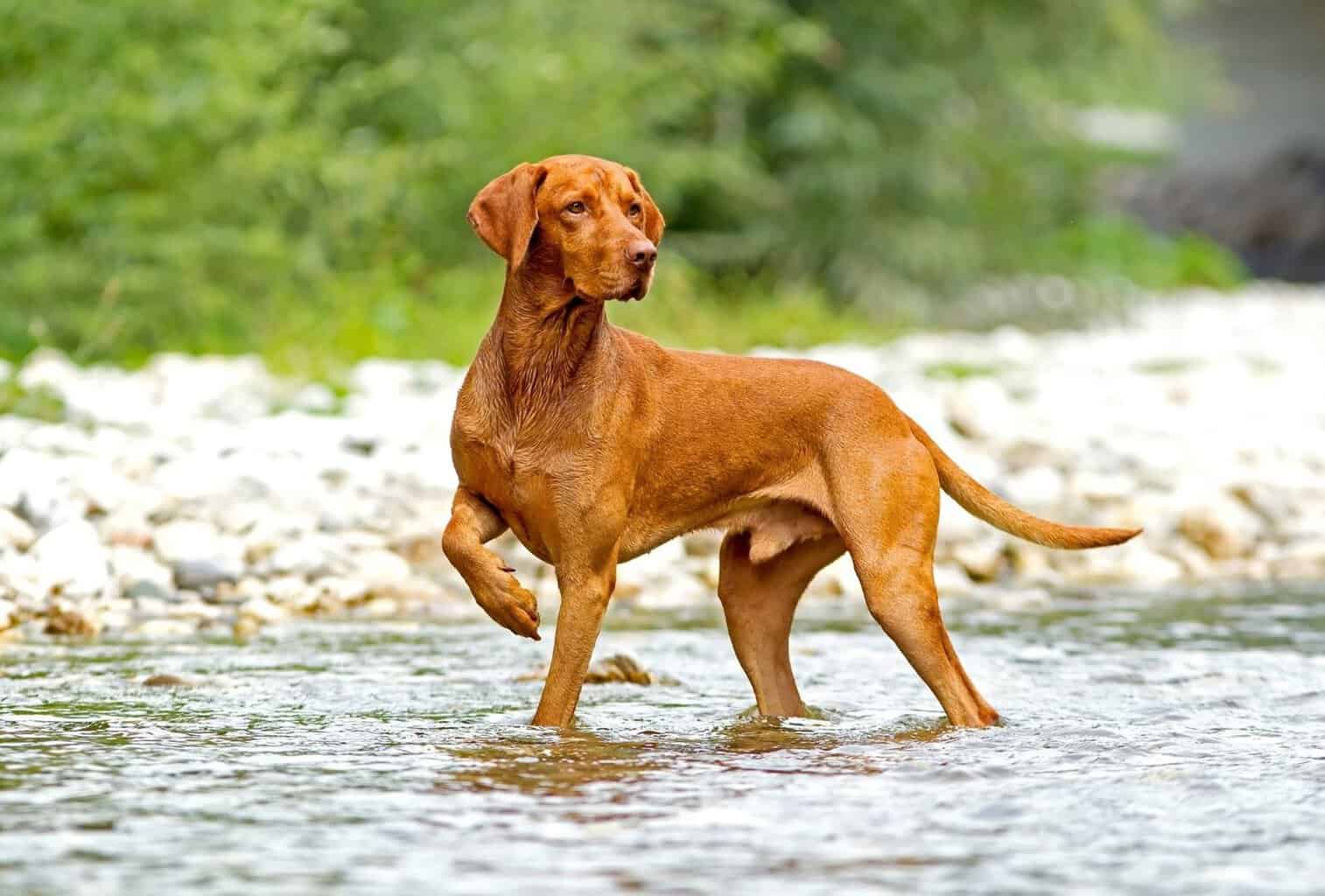 what dog breeds are good for hiking