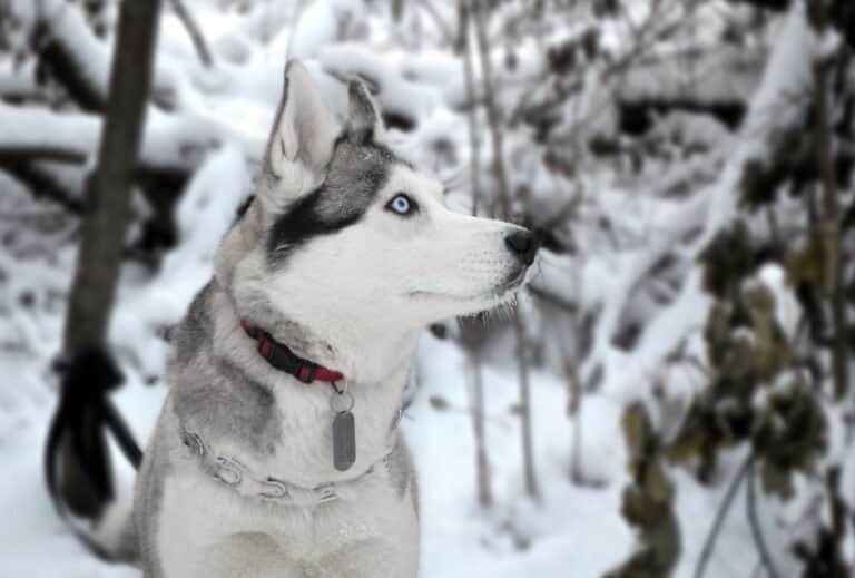 18 Best Dogs for Hiking and Camping (Big and Small) dogpackr