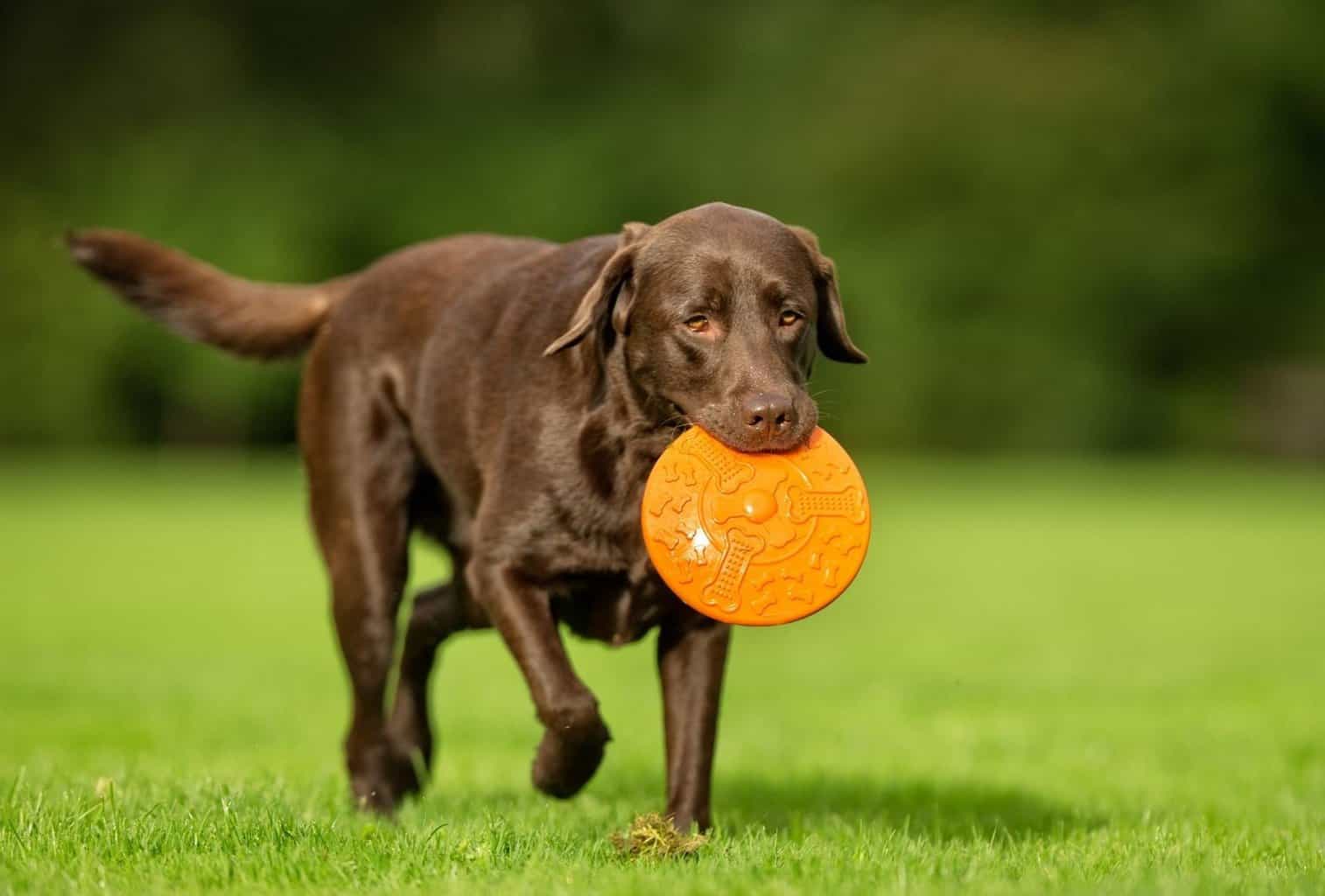 18 Best Dogs for Hiking and Camping (Big and Small) dogpackr